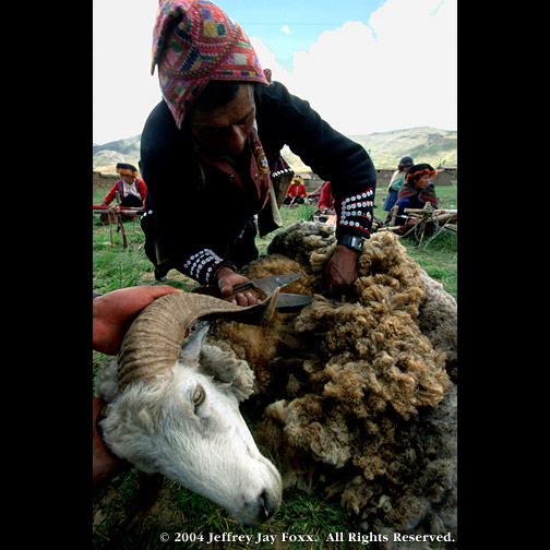 INCA SHEARING SHEEP